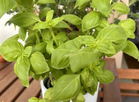 PESTO GENOVESE: Ukusan, zdrav i  lak za pripremu
