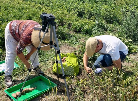 Krompir u laboratoriju:  Kako prilagoditi uzgoj osnovnih namirnica klimatskim ekstremima