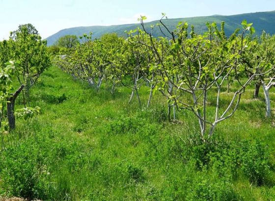 Za poticanje održivog razvoja poljoprivrede Grad Mostar osigurao 93.000 KM