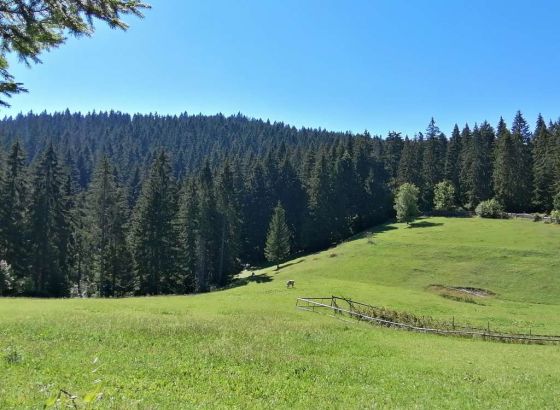 Najezda borovog četnjaka prijeti šumama u Hercegbosanskoj županiji