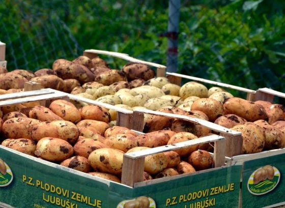 Krenula sadnja 'Ljubuškog ranog' krumpira, očekuje se urod od oko 8 tisuća tona
