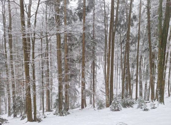 'Šume RS' potpisuju reprogram poreskog duga i uzimaju 10 miliona KM kredita zbog izvođača radova