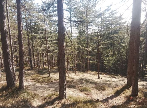 Gorani FBiH za Dan planete Zemlje - Sistemski podsticati čuvanje, značaj, obnovu i zaštitu šuma