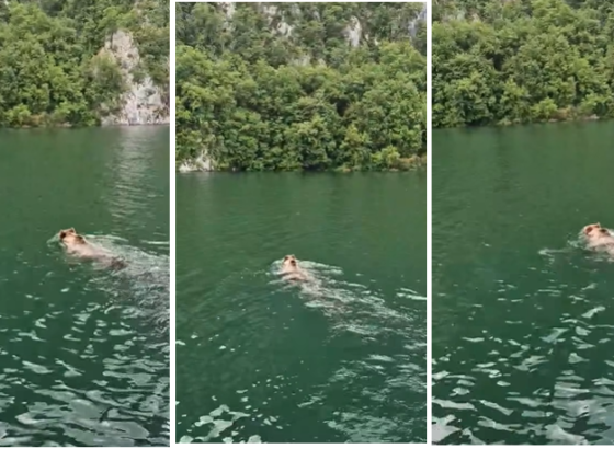 POJAVIO SE IZ ŠUME I UŠAO U RIJEKU DRINU: Mrki medvjed iznenadio turiste u plovidbi
