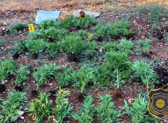 Na području HNK pronađeni droga i oružje, uhapšena jedna osoba u akciji FUP-a 'Plant'