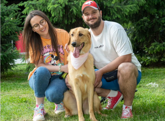 Dogs Trust finansira kampanju besplatne sterilizacije za vlasničke pse u KS