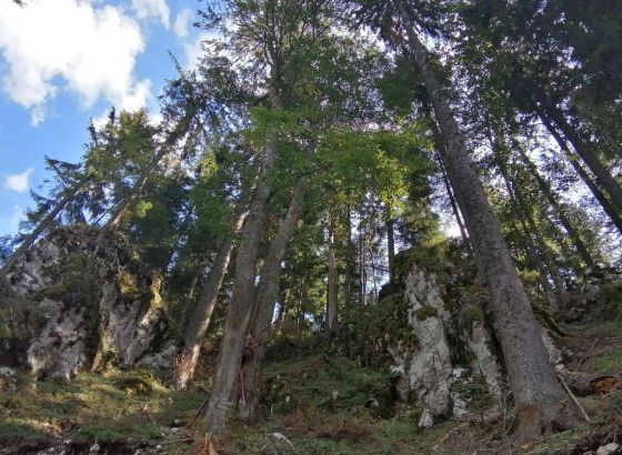 Aarhus centar: Park “Crni Vrh” u Sarajevu prepušten propadanju, ugrožena smrčeva šuma