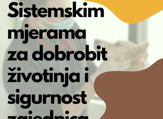 KS: Sterilisano i udomljeno više od 10.000 napuštenih životinja