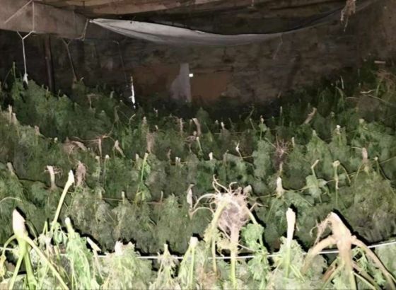 Zaplijenjeno pola tone marihuane, vrijednosti oko 750 000 eura