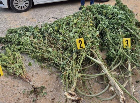 U plasteniku u Čitluku pronađeno oko 50 kilograma marihuane