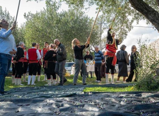 Zatvoreni 'Dani berbe maslina u Hercegovini': Prezentirano tradicionalno branje i prerada ulja