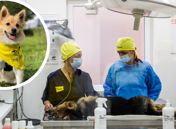 Vrijeme je da lokalni akteri pokrenu jaku inicijativu i nastave graditi na temeljima koje je postavila Fondacija Dogs Trust