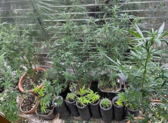 Policija u Žepču pronašla laboratoriju za uzgoj indijske konoplje