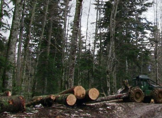 U FBiH proizvodnja šumskih sortimenata porasla 5,7 posto, a prodaja 9,5 posto