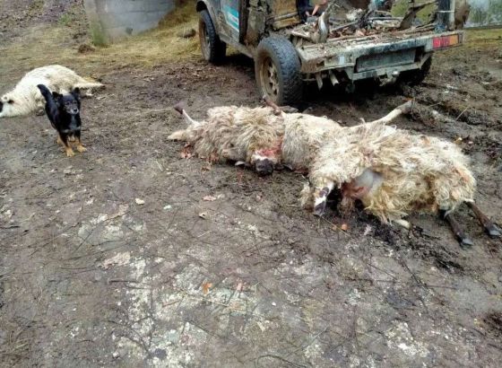 U Krančićima i Donjoj Vasti kod Prozora vukovi zaklali oko stotinu ovaca i koza