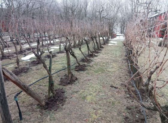 Brčko sve češće na vinskoj mapi regiona