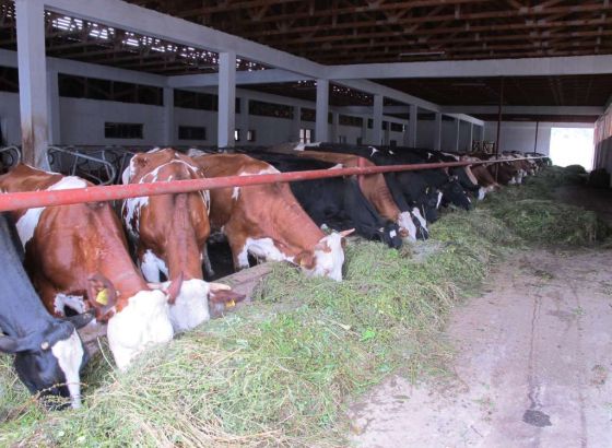 Mljekarska industrija BiH traži hitno razdvajanje biljnih i mliječnih proizvoda na tržištu