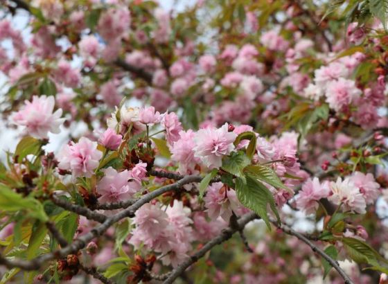Japan zbog gužvi otkazao festival cvjetanja trešnje kod planine Fuji