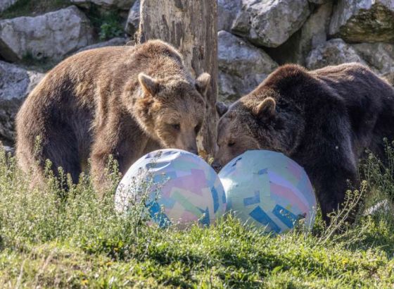 Životinje u ZOO dobile uskršnje pisanice i novi termitnjak