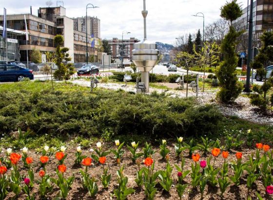 Proljeće u Novom Sarajevu: 6.000 tulipana i uređenje zelenih površina