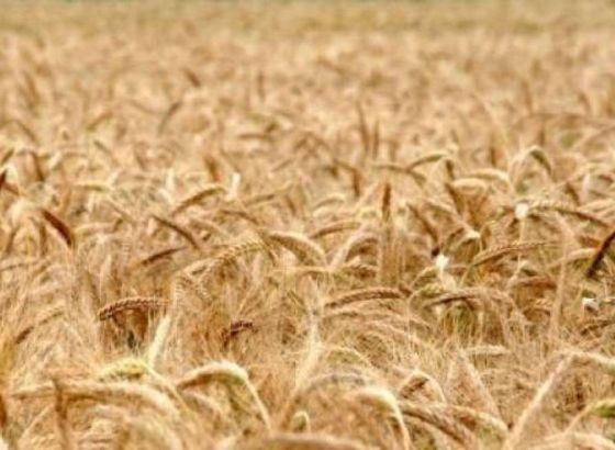 Ukrajina podnijela prijavu protiv izraelskih kompanija zbog uvoza ukradene pšenice