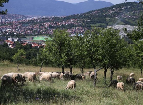 Federalni veterinarski inspektorat - Strogo zabranjena nelegalna prodaja kurbana i mesa