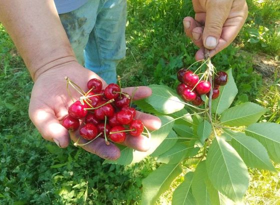 Na području Brčkog rod trešnje bolji za 80 posto nego lani