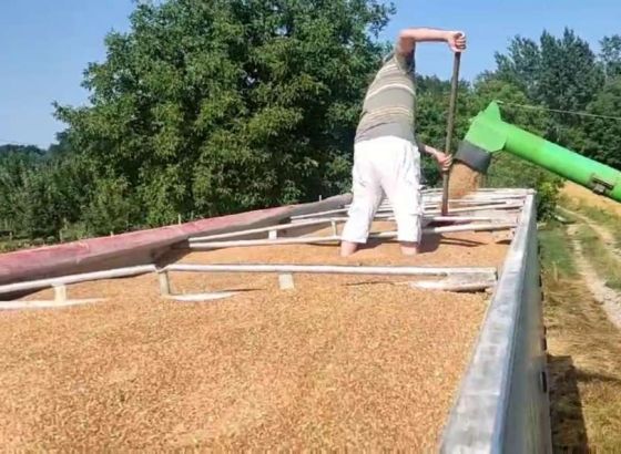Otkupljivači u RS spremni da preuzmu sve tržišne viškove pšenice