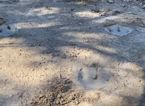 Fosil zaboravljen 40 godina potvrđen kao prva kost dinosaura pronađena na Antarktiku