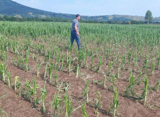 Nevrijeme praćeno gradom pričinilo velike štete na usjevima u Sanskom Mostu