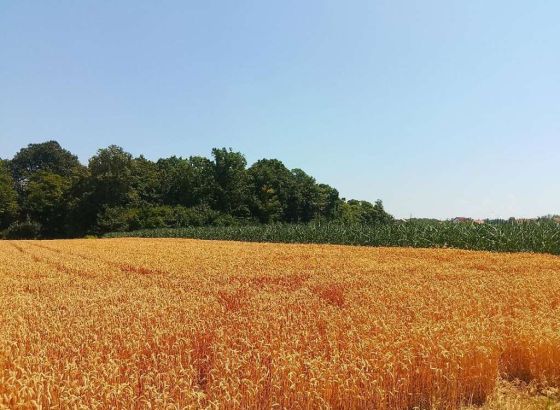 U Brčkom počela sezona žetve pšenice, dobar rod ali velika ulaganja