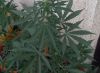 Na području općine Neum jedna osoba lišena slobode, pronađeno 50 stabiljka cannabisa