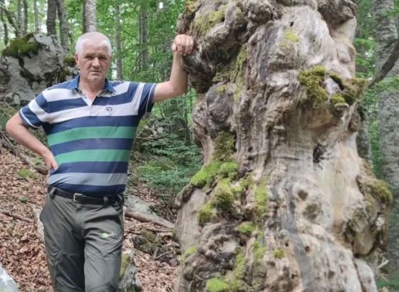 Prirodni fenomen na Vran planini: Stara odumrla bukva predložena za spomenik prirode