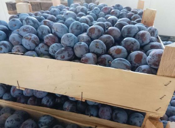 Neočekivano dobar rod šljive u Brčkom, višak plodova će završiti u industrijskoj preradi