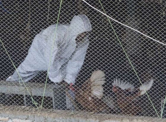 Novi Zeland potvrdio prvi slučaj ptičje gripe H5N1 kod domaće ptice