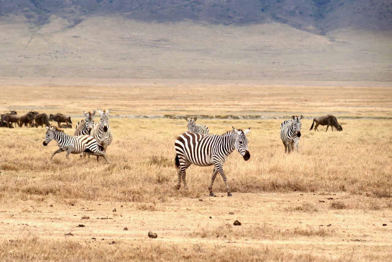 zebre_1.jpg