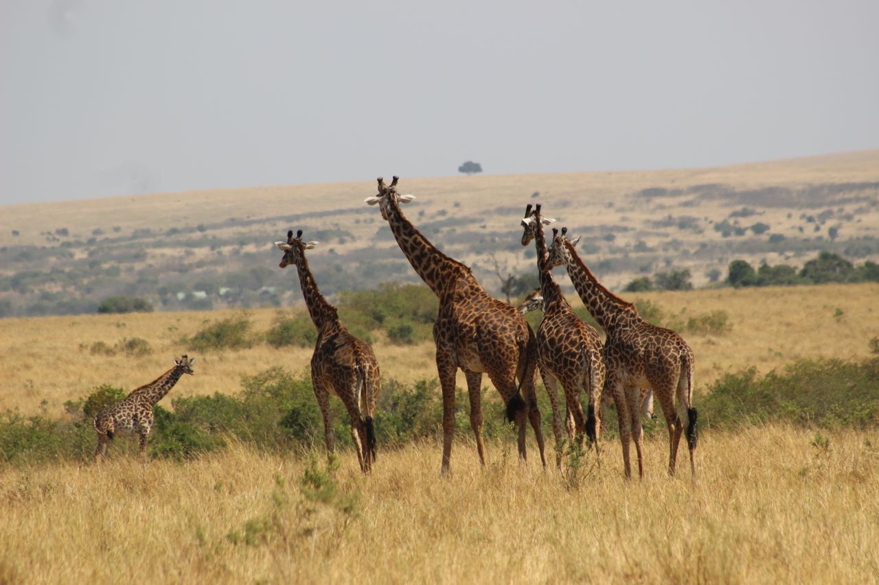 zirafe-safari.jpg